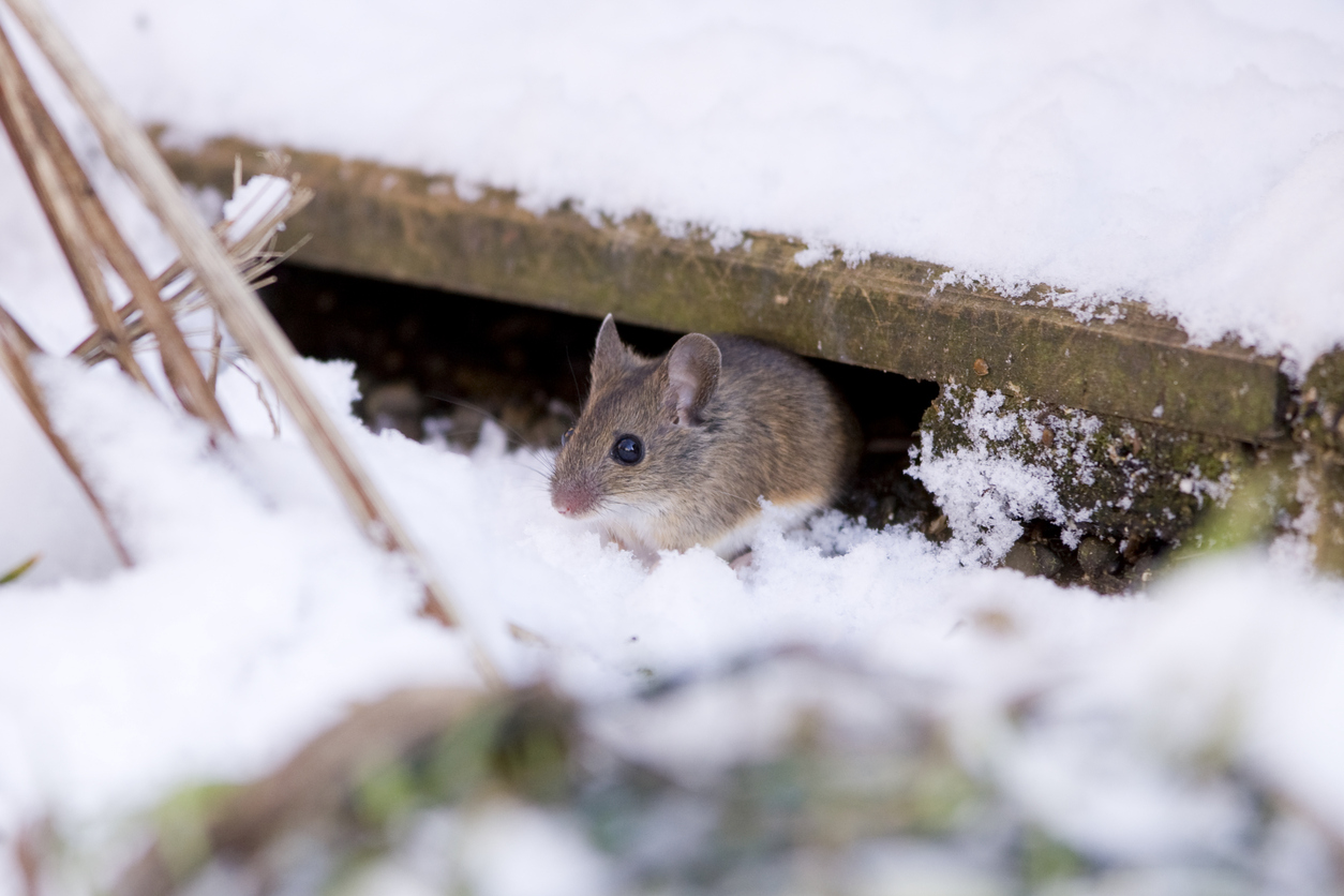 Effective Pest Control Principles for Winter